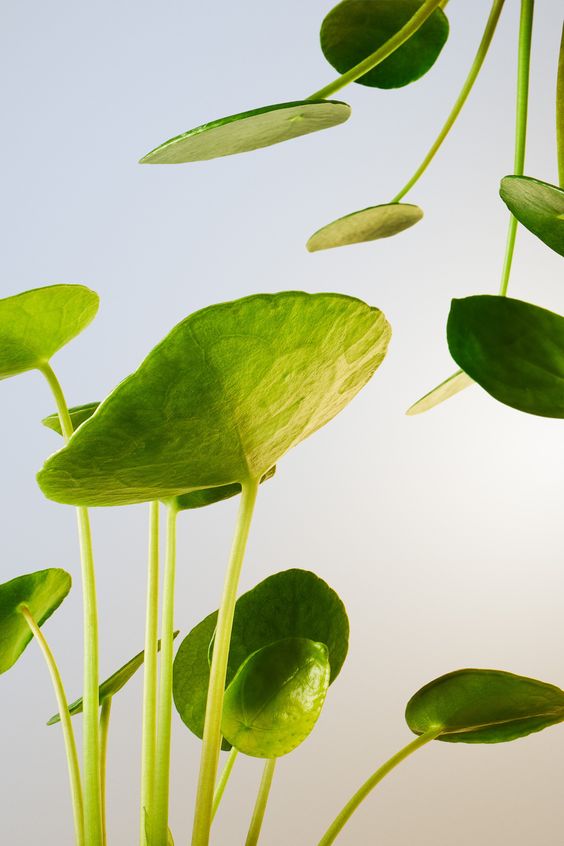 The Power of Antioxidants: Transforming Your Skin Health